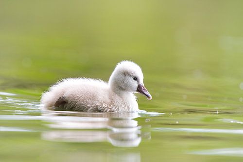"Süßes Schwanenküken" von Madleen Sophie