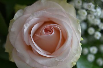 Hellrosa Rose von Lizette de Jonge