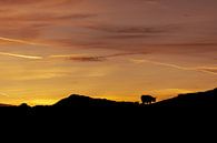 Silhouette eines schottischen Hochlandbewohners auf Texel von Oog in Oog Fotografie Miniaturansicht
