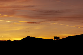 Silhouette Scottish Highlander on Texel