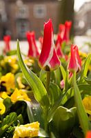 Rood witte tulpen in de stad