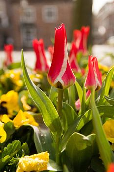 Rote und weiße Tulpen in der Stadt