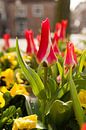 Des tulipes rouges et blanches dans la ville par FHoo.385 Aperçu