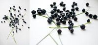  Collage blaue Frucht von Wendy Bos Miniaturansicht