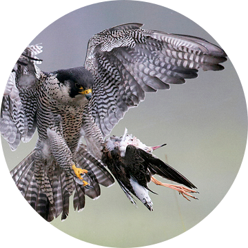 Slechtvalk (Falco peregrinus) met prooi van Beschermingswerk voor aan uw muur