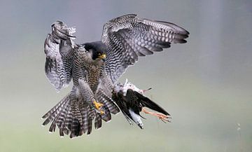 Adult Peregrine (Falco peregrinus) in flight with prey by Beschermingswerk voor aan uw muur