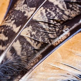 Owl Feathers by 2BHAPPY4EVER photography & art