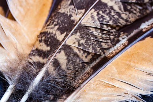 Plumes de hibou