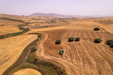 Chickpea harvest in golden landscape by Ewold Kooistra