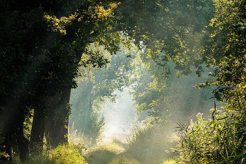 Vue d'été dans le Merkske