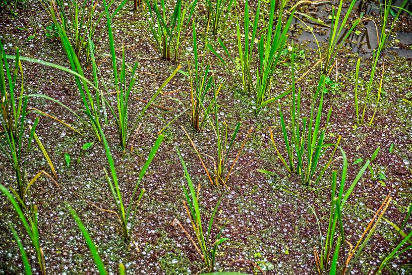 Gouttes de pluie et riz par Stefan Havadi-Nagy
