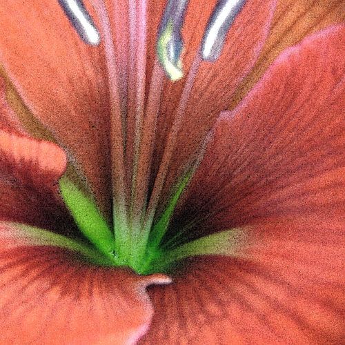 Amour des fleurs 01
