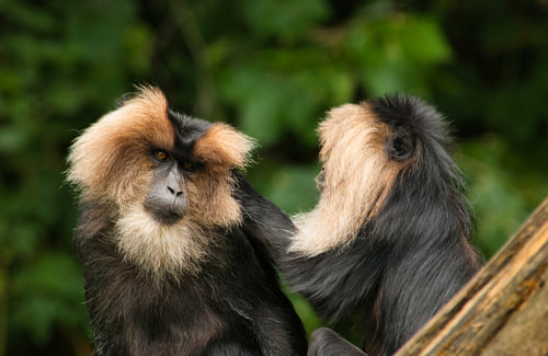 Bearded monkeys cozy together