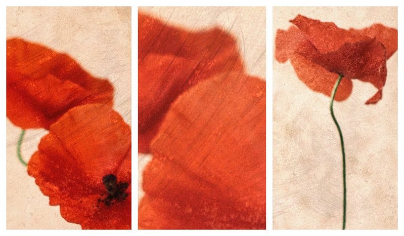 Three Red by Delphine Devos