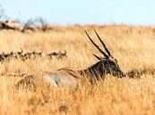 Antilope in rust van Rob Smit thumbnail
