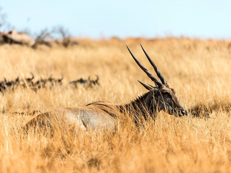 Antilope in rust van Rob Smit