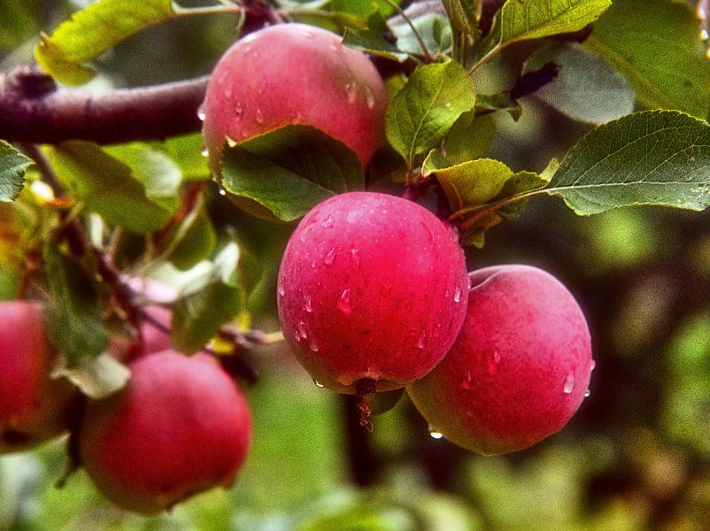 Gouttes de pluie sur un pommier par Edgar Schermaul