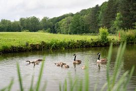 Canada geese with young in pond by Simon Peeters