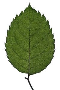 La nature et sa beauté
