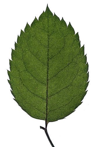 De natuur en haar schoonheid