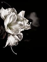 Michael Detter-Flowers1