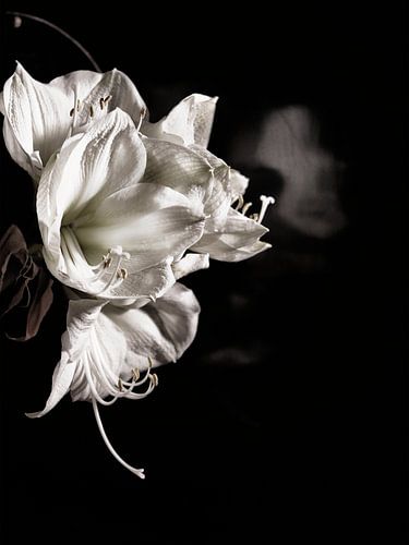 Michael Detter-Flowers1