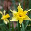 Les jonquilles jaunes au printemps sur Nel Diepstraten