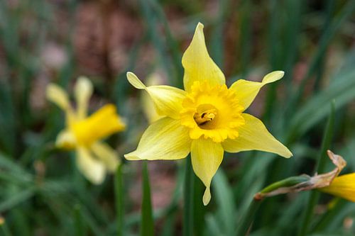 Les jonquilles jaunes au printemps