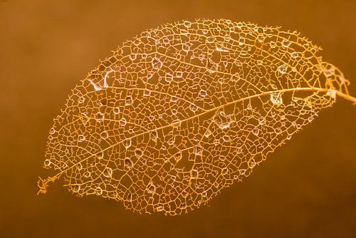 Oud en vergaan en mooi door de druppels