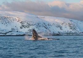 Buckelckel von Merijn Loch