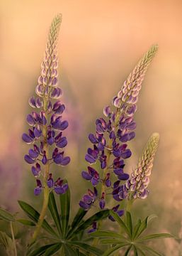 Lupines in dromerige sfeer van Marga Vroom