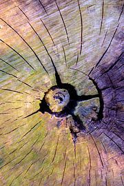 Old tree