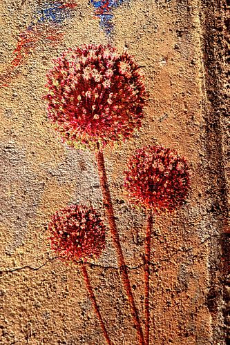 Rusty Allium by Klaartje Majoor