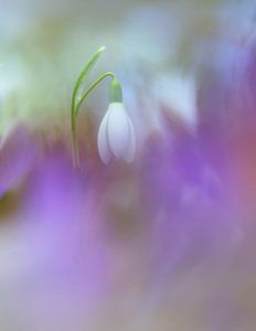 Frühling! von Remco loeffen