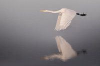 grote zilverreiger over het water