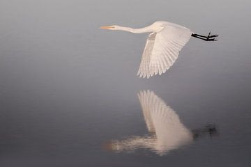 great egret over the water
