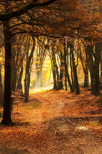 Pad door een mistig bos tijdens een mooie mistige herfstochtend