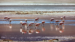 Die Flamingos der Laguna Colorada