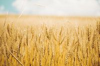 Corn field