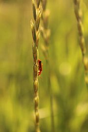 Beestje in het koren