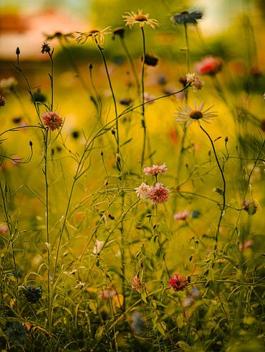 Wild en vrij van wilde bloemen.