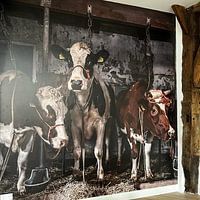 Photo de nos clients: Vaches dans une ancienne étable par Inge Jansen, sur fond d'écran
