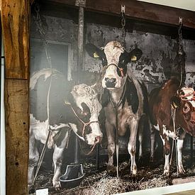 Customer photo: Dutch cows in an old barn by Inge Jansen, as seamless wallpaper