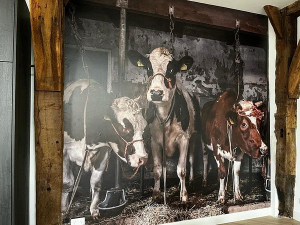Customer photo: Dutch cows in an old barn by Inge Jansen