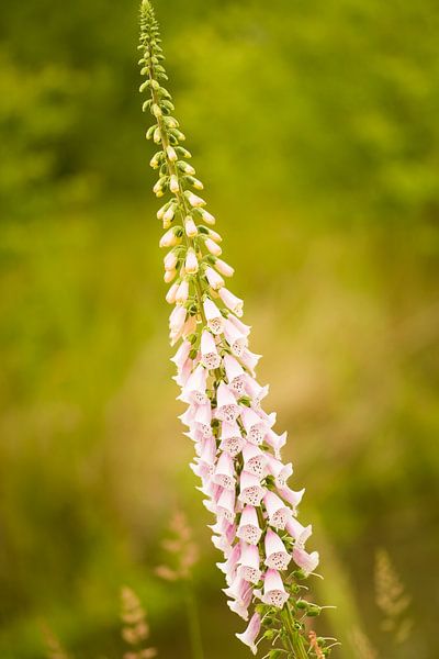 Vingerhoedskruid in het wild by Marianne Rouwendal