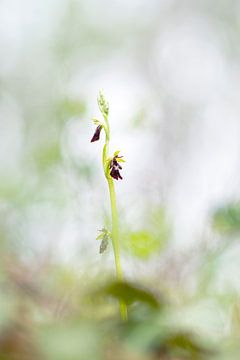 Vliegenorchis - Ophrys insectifera by Mark Meijrink