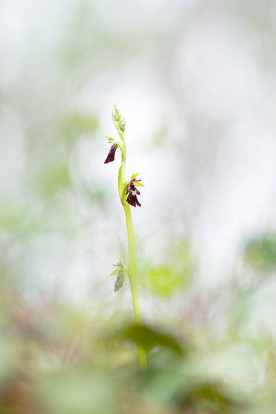 Vliegenorchis - Ophrys insectifera van Mark Meijrink