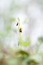 Vliegenorchis - Ophrys insectifera van Mark Meijrink thumbnail