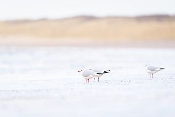 Rustende meeuwen op het strand van Ronald Buitendijk Fotografie