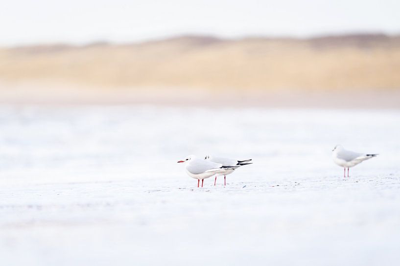Resting seagulls on the beach by Ronald Buitendijk Fotografie